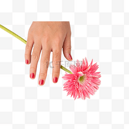 美甲手手握菊花