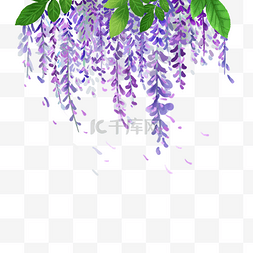 紫藤绿叶