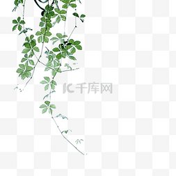 生态植被图片_绿色的枝条免抠图