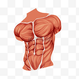 人体腹肌肌肉