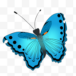 蓝色的蝴蝶图片_蓝色的漂亮蝴蝶插画