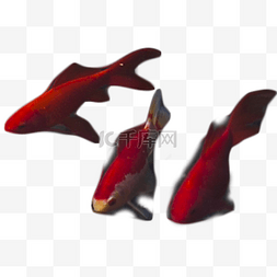 游来游去的红色小鱼三只