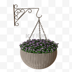紫花吊篮