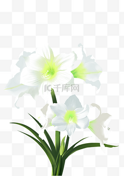 盛开的白色花朵插画