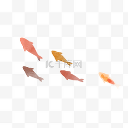 红鲤鱼图片_水彩红鲤鱼在水中游