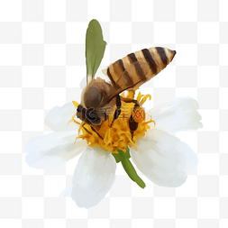 采蜜蜂图片_夏日蜜蜂采花插画PNG