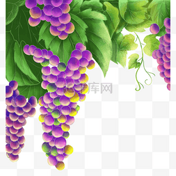 紫色葡萄树