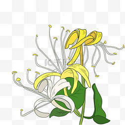 黄绿两色图片_金银花黄绿植物