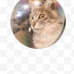 照镜子的猫咪下载