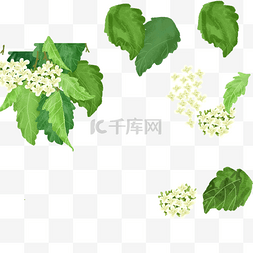 一片美丽好看的花朵