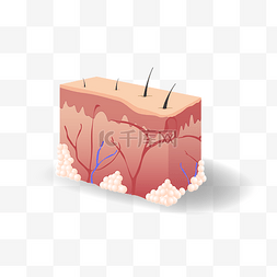 皮肤结构图片_皮肤组织结构