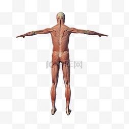 背部肌肉解剖png图