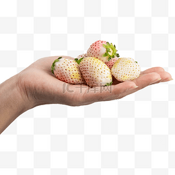 白雪公主白色草莓