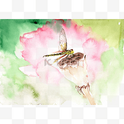 夏至手绘荷花图片_栖息在莲蓬上的蜻蜓