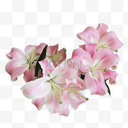 淡粉色百合花花束