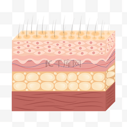 皮肤构造图片_解剖修复精华皮肤层保养角质层
