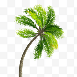 椰子树素图片_绿色椰子树