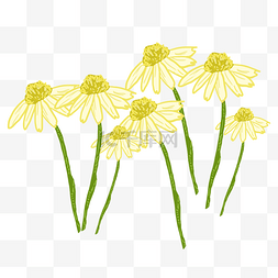 黄色洋甘菊花朵