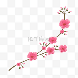  粉色樱花枝 