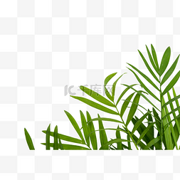 热带植物散尾葵