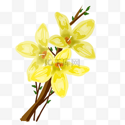 三朵黄色迎春花