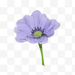 紫色的花朵图片_一朵美丽的紫蓝色花朵