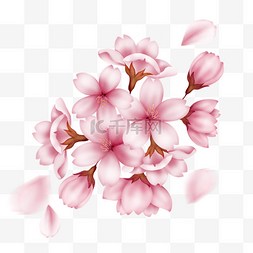 一簇手绘真实质感粉色盛开的樱花