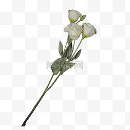 美丽花图片_三支美丽的白玫瑰
