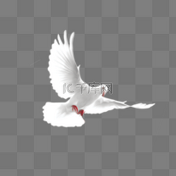 白鸽图片_飞翔的白鸽