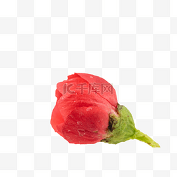 红色腊梅花朵花骨朵