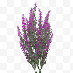 紫红色的花束