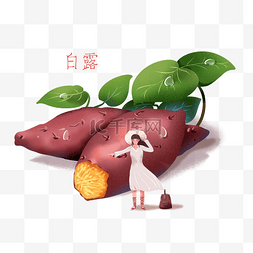 二十四节气白露图片_二十四节气白露立秋插画风红番薯