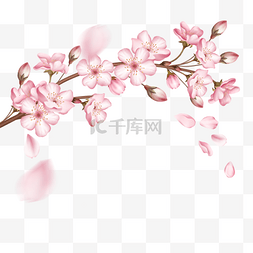 一根粉色樱花盛开的樱花树枝