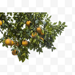 富有青春洋溢的橘子树