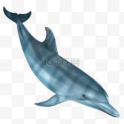 可爱动物海豚图片_海里的海豚