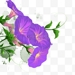 紫色牵牛花花朵