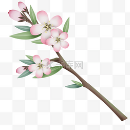 文本框图片_鲜花海棠植物花朵大自然春季春天