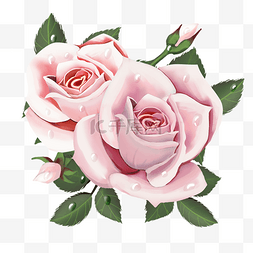 粉色浪漫玫瑰花