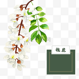 过槐树叶图片_花类中草药槐花水彩槐树