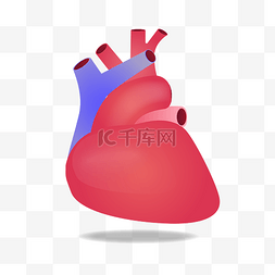 人体的血管图片_人体器官心脏插画