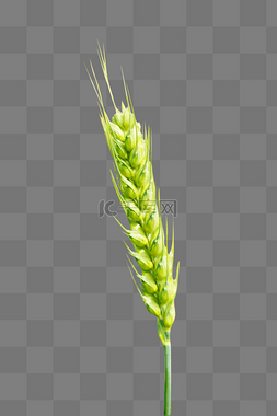 小满时节麦田里的绿色麦穗