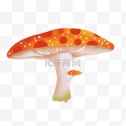 新鲜的红蘑菇