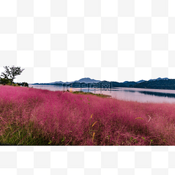 粉黛子草晚霞湖面