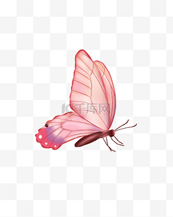 蝴蝶的卵图片_卡通蝴蝶昆虫