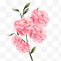 芍药鲜花元素图片_娇艳的粉色芍药花