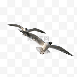 展翅翱翔的海鸥飞鸟