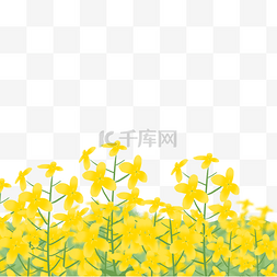 唯美油菜花图片_油菜花手绘插画免扣素材