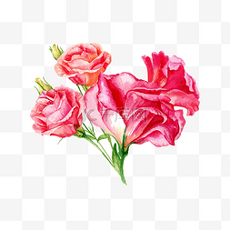 美丽的大花朵图片_水彩风手绘大束玫瑰花矢量图