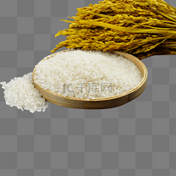 水稻大米