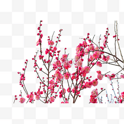 红色花树图片_腊梅梅花梅花树红色植物